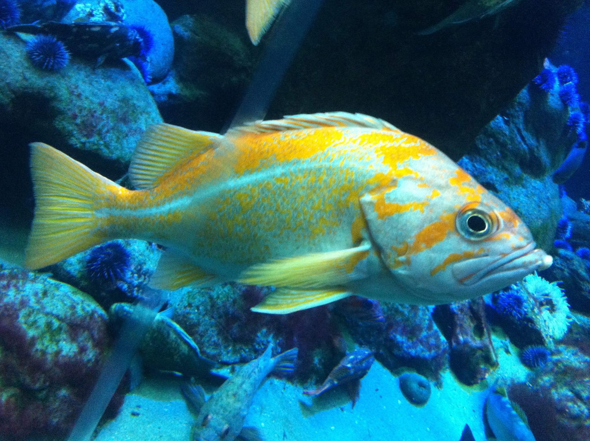 image of Sebastes pinniger (Canary rockfish)