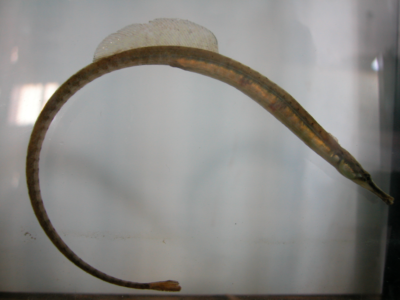 image of Syngnathus fuscus (Northern pipefish)