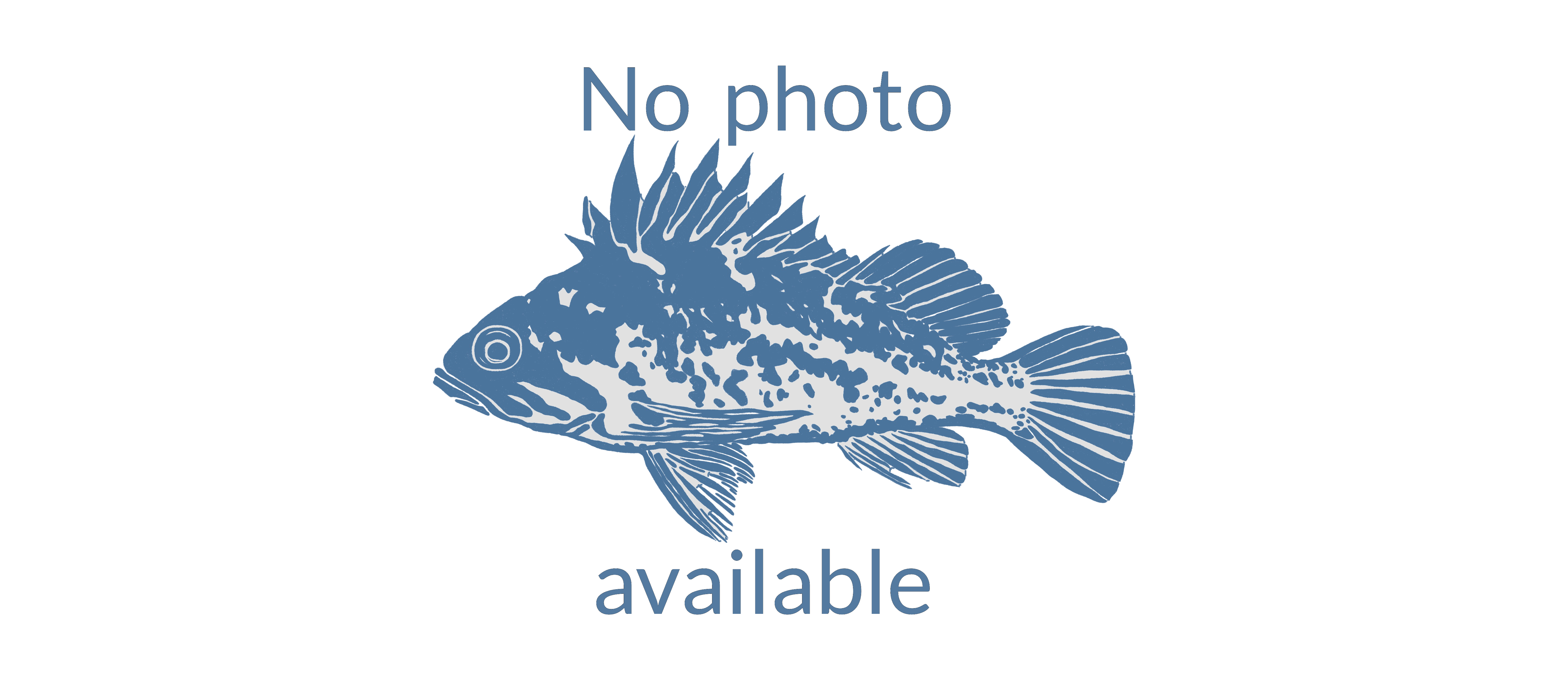 image of Haplochromis maxillaris