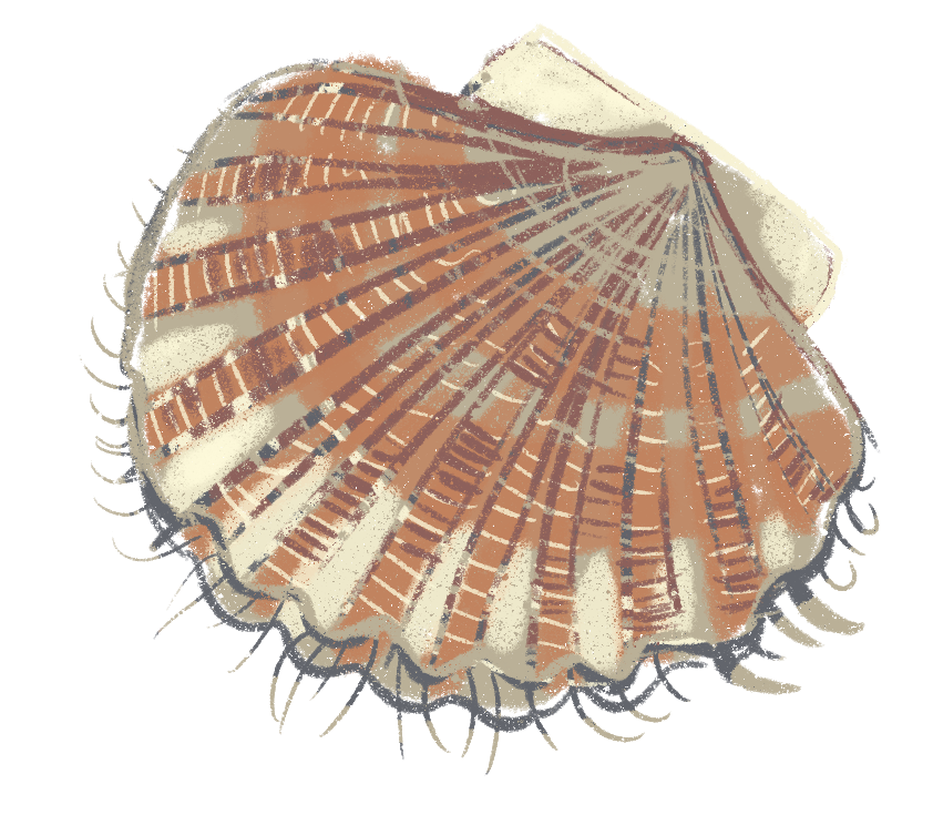 a stylized illustration of a commercial scallop