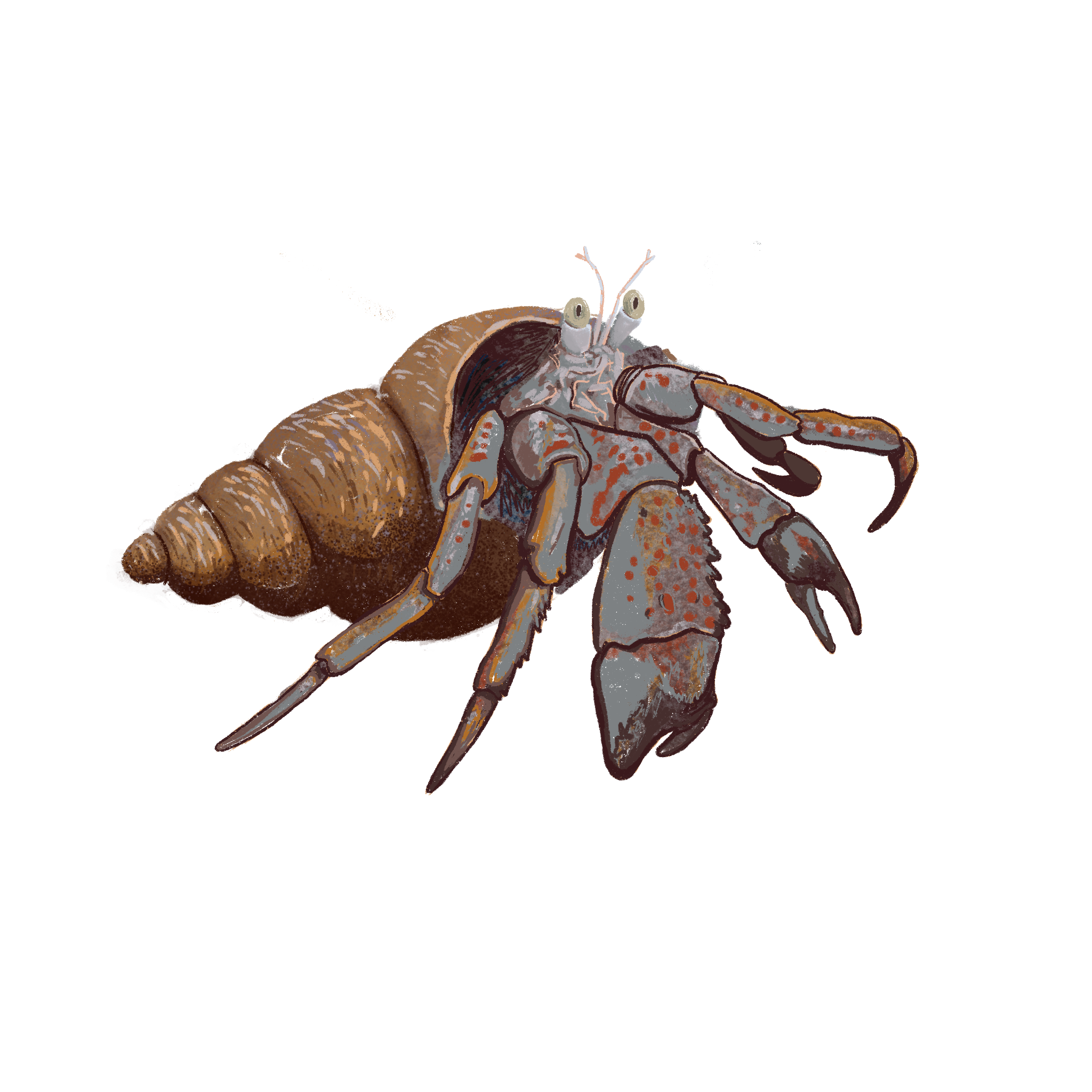 a stylized illustration of a common hermit crab