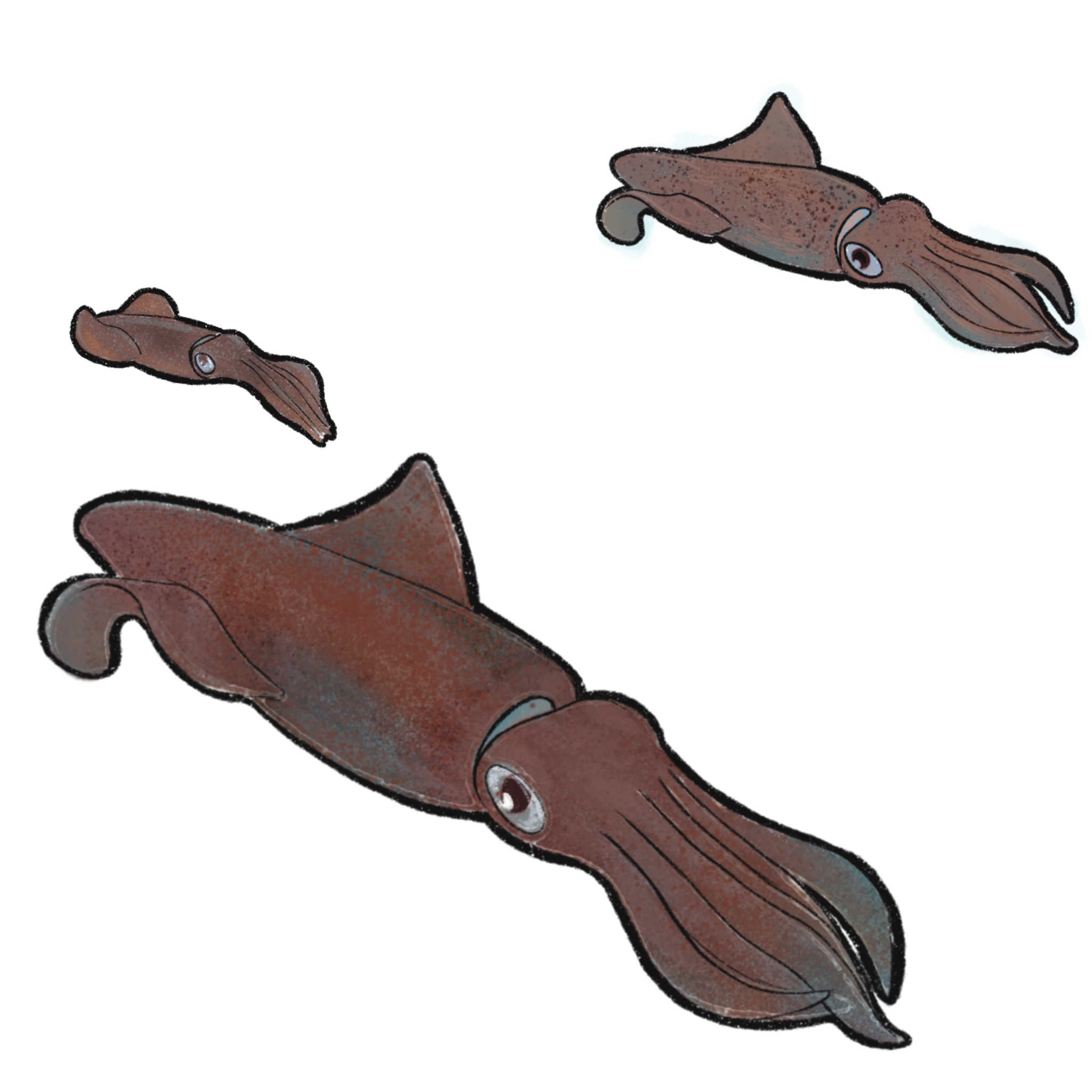 a stylized illustration of a European squid