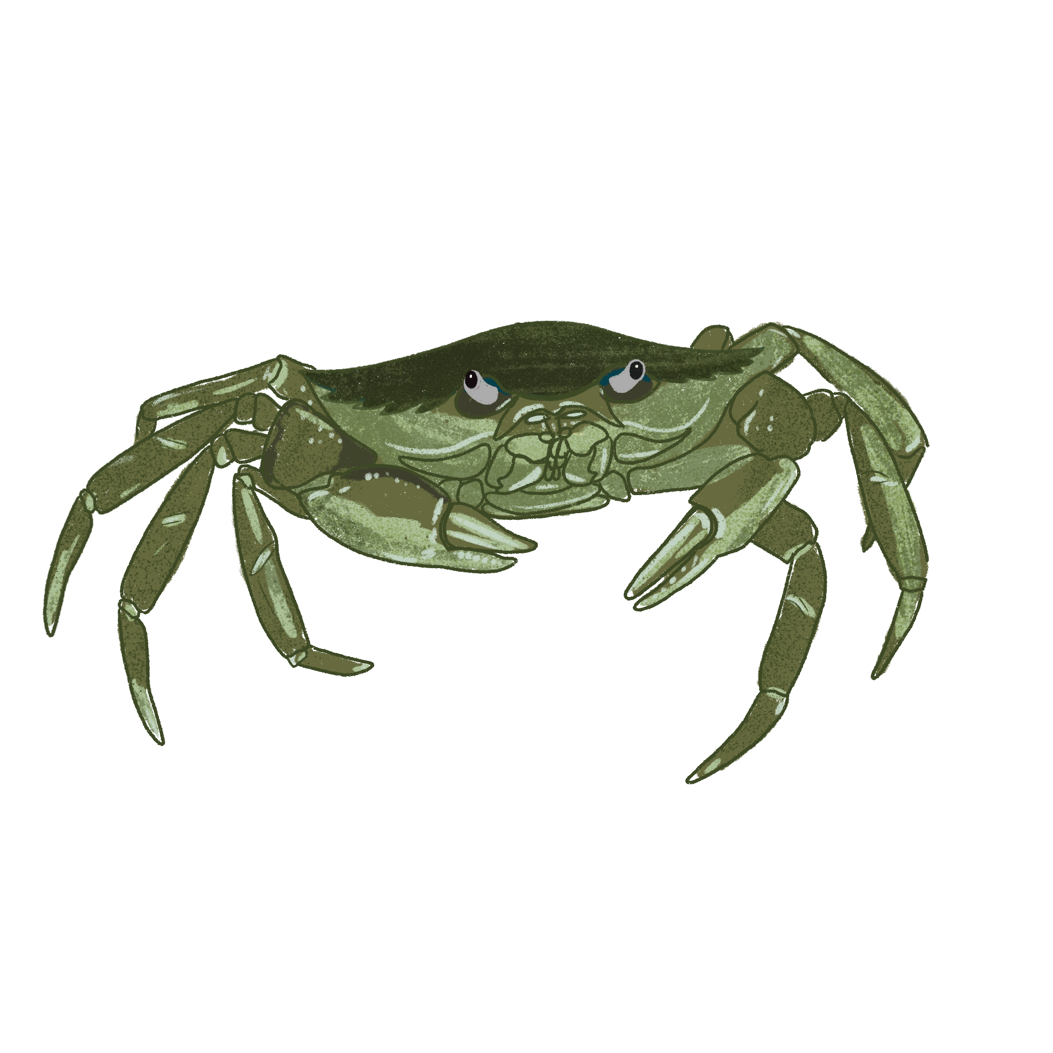 a stylized illustration of a green crab