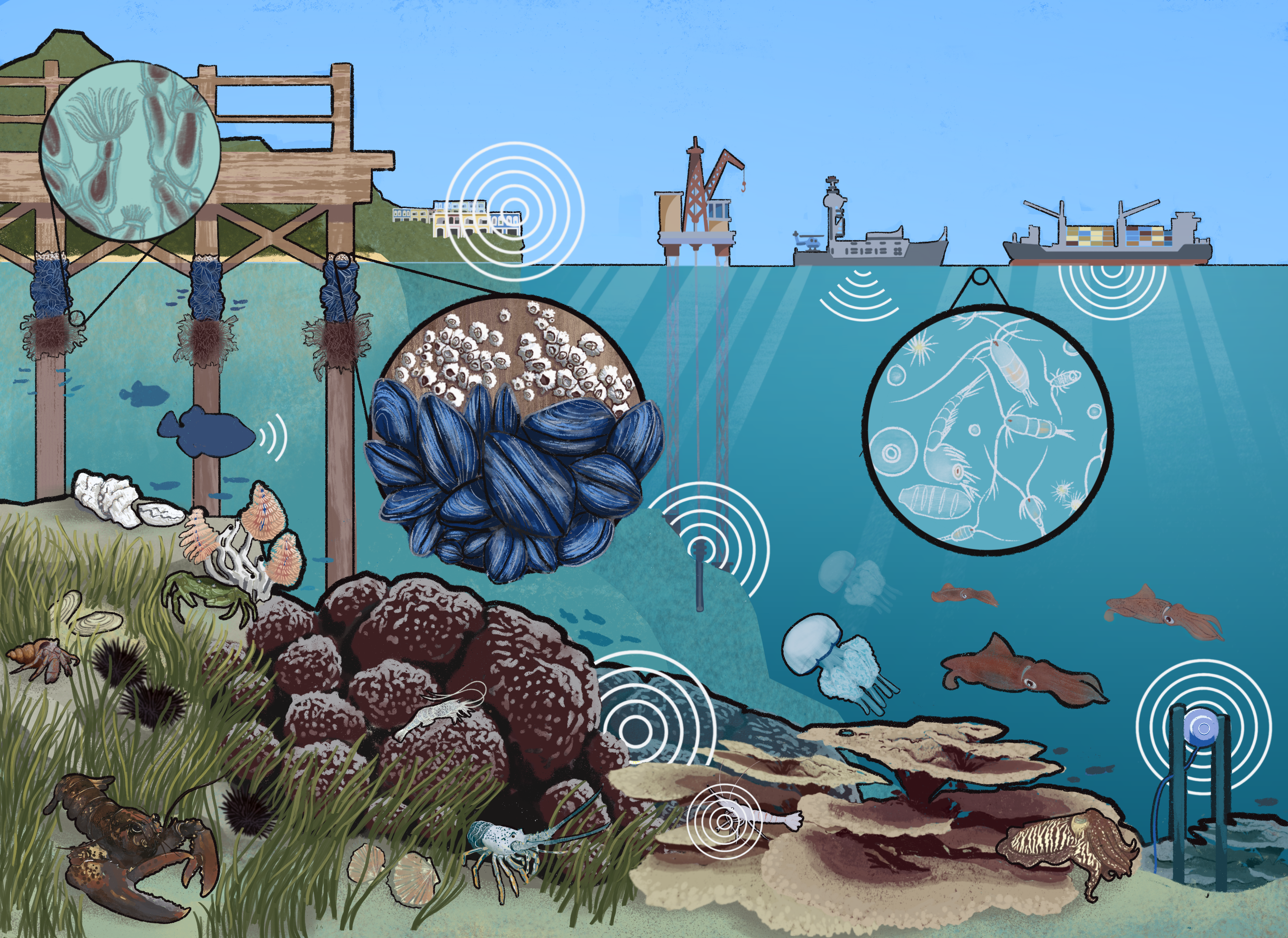 a conceptualized marine ecosystem depicting the main sound sources (i.e., anthropogenic noise, music, natural sounds, and synthetic sounds) that invertebrate species were exposed to in this meta-analysis that quantified the effects of sound on aquatic (i.e., marine and freshwater) invertebrate behaviour and physiology