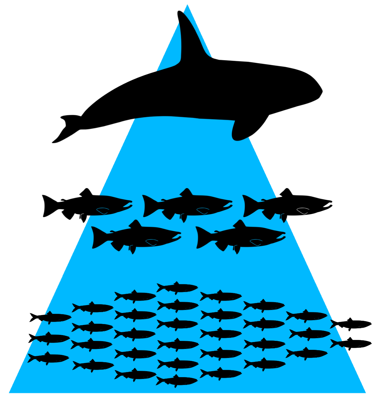 a stylized drawing of a food-chain pyramid showing a killer whale at the top, a school of five salmon in the middle, and a school of thirty-two herring at the bottom