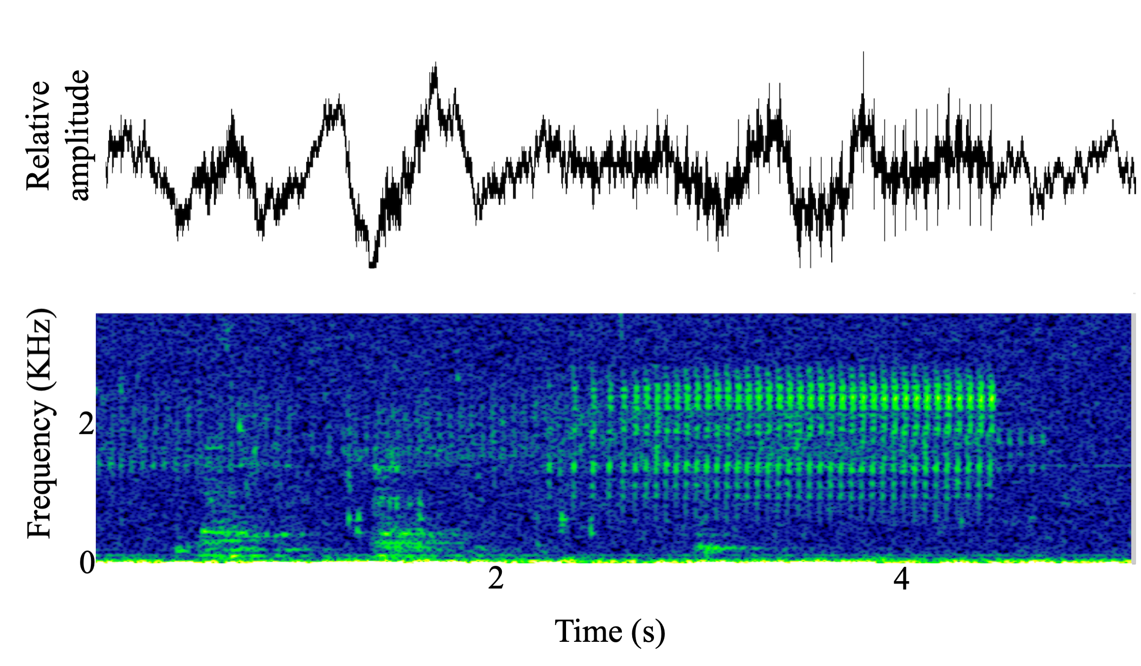 spectrogram of <i>Ophidion marginatum</i> (Striped cusk-eel) making the sound Chorus