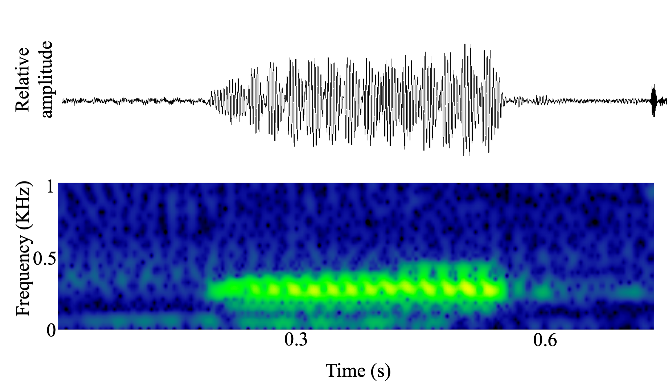 spectrogram of <i>Aplodinotus grunniens</i> (Freshwater drum) making the sound Drum