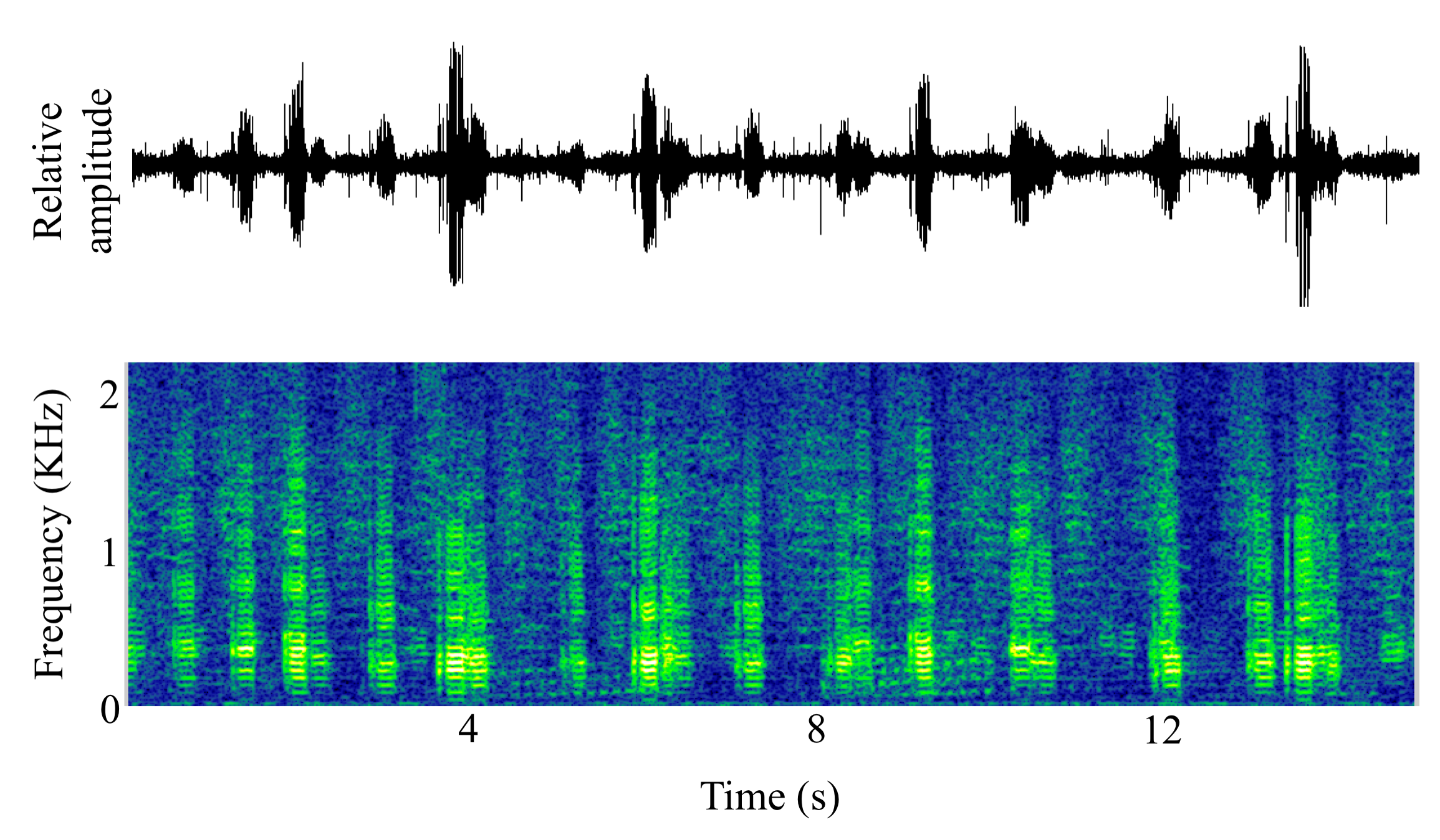 spectrogram of <i>Protonibea diacanthus</i> (Blackspotted croaker) making the sound Chorus