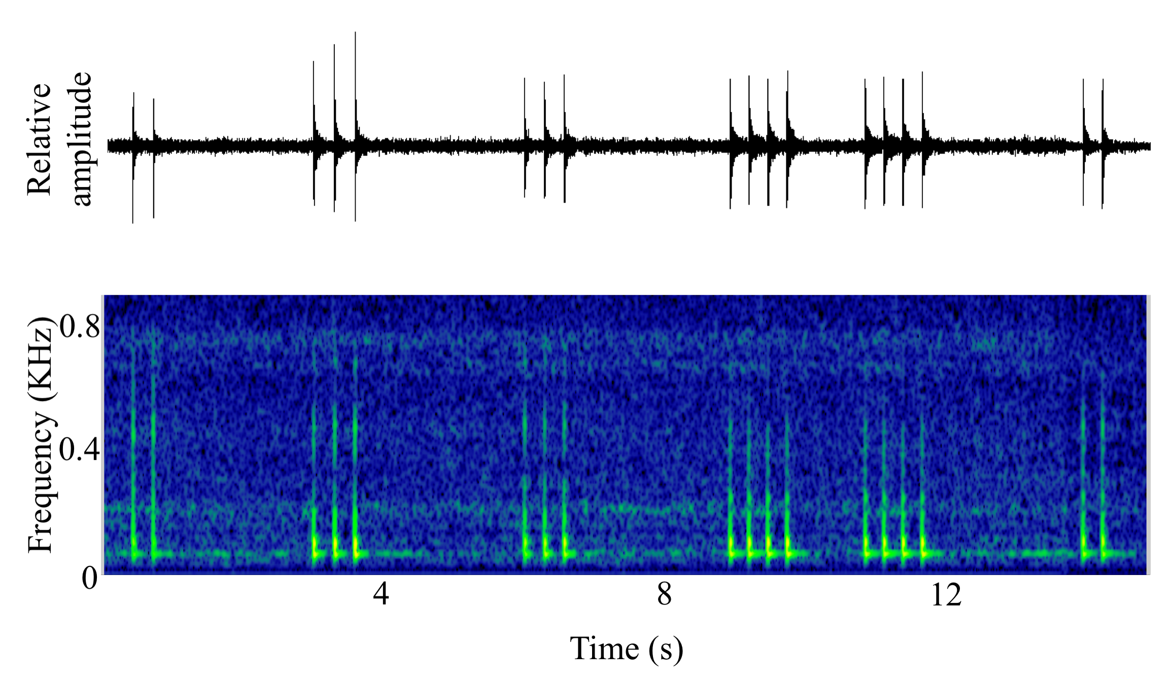 spectrogram of <i>Umbrina cirrosa</i> (Shi drum) making the sound Pulse