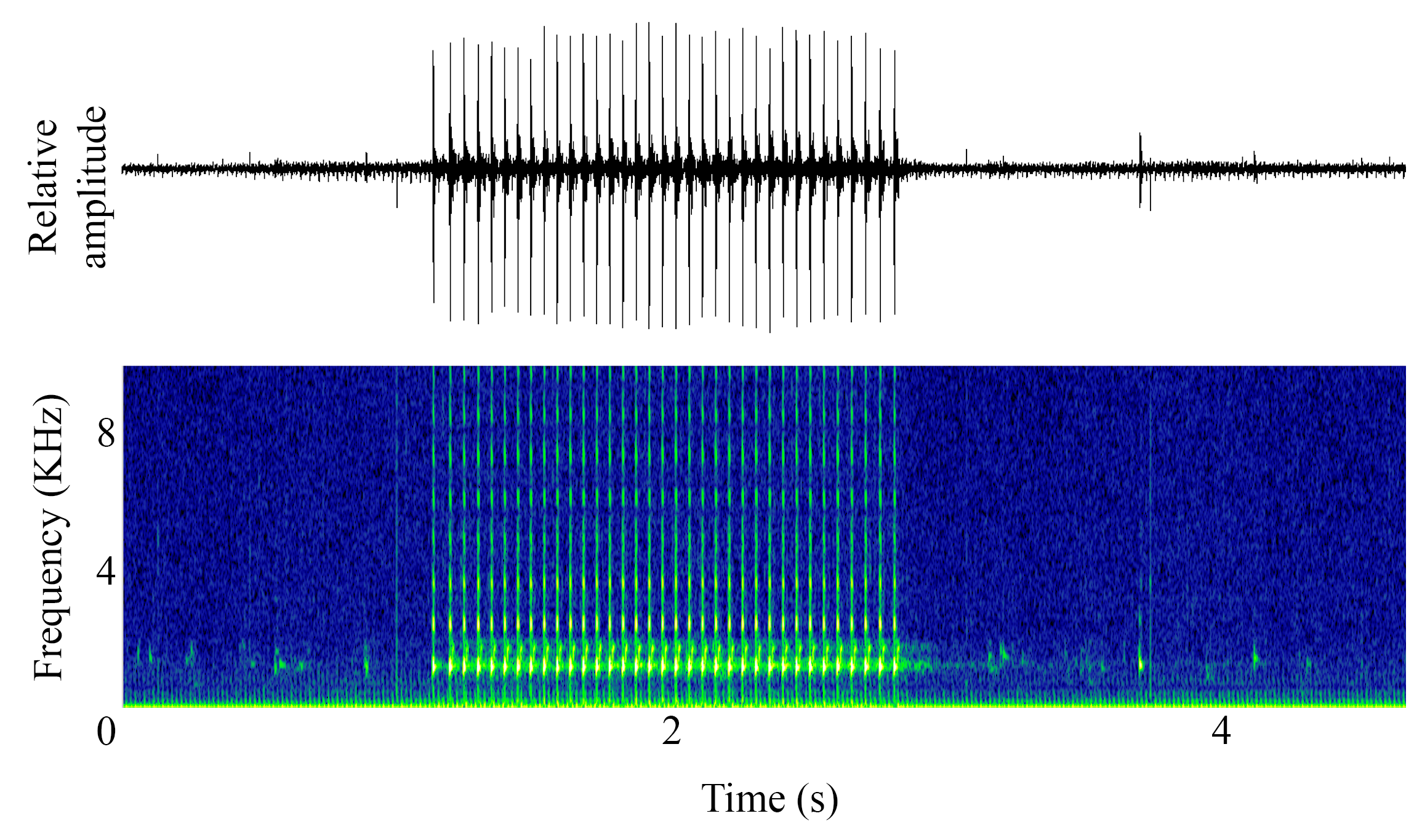 spectrogram of <i>Ophidion marginatum</i> (Striped cusk-eel) making the sound Jackhammer Chorus