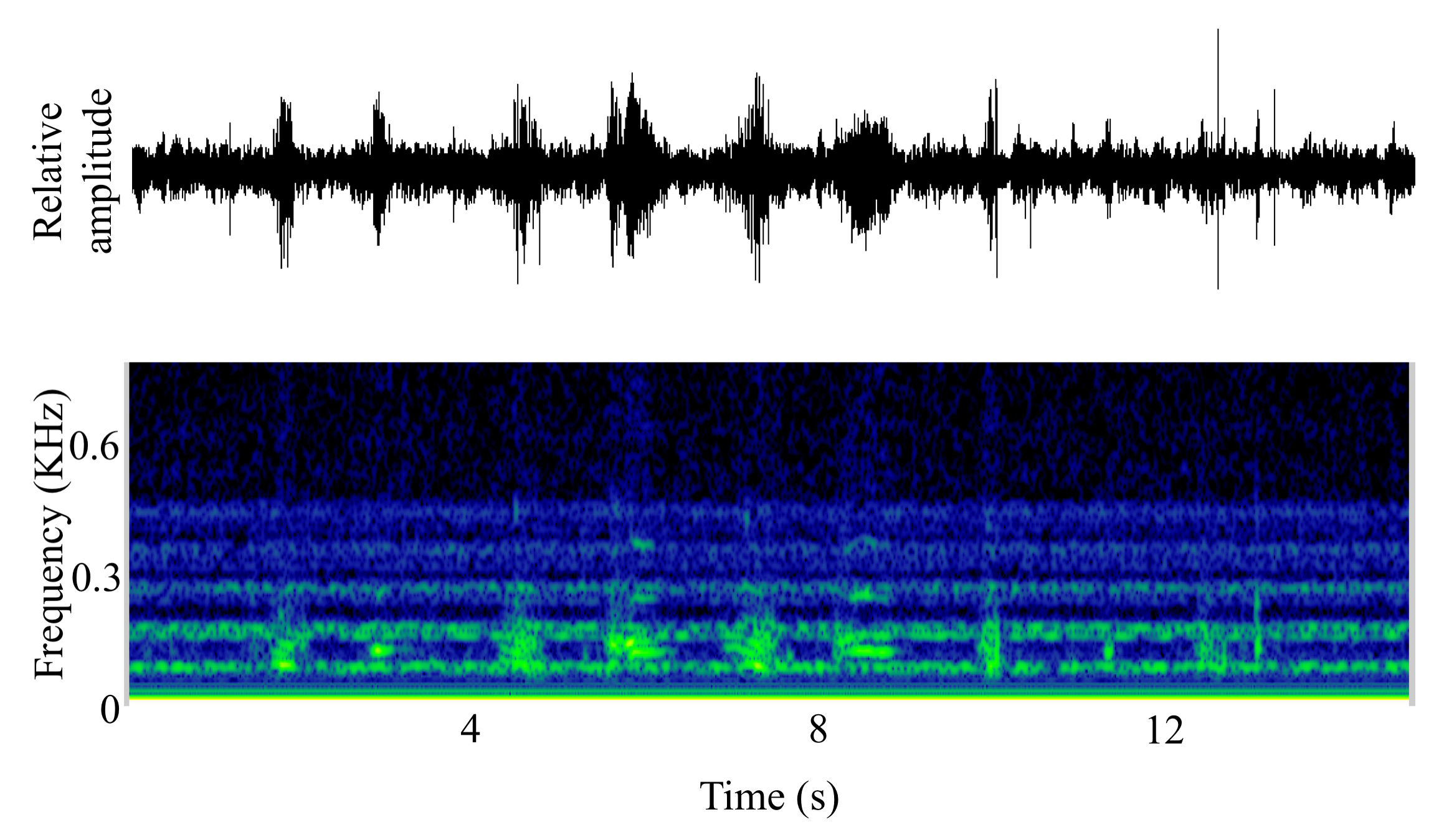 spectrogram of <i>Porichthys notatus</i> (Plainfin midshipman) making the sound Growl; Grunt; Hum