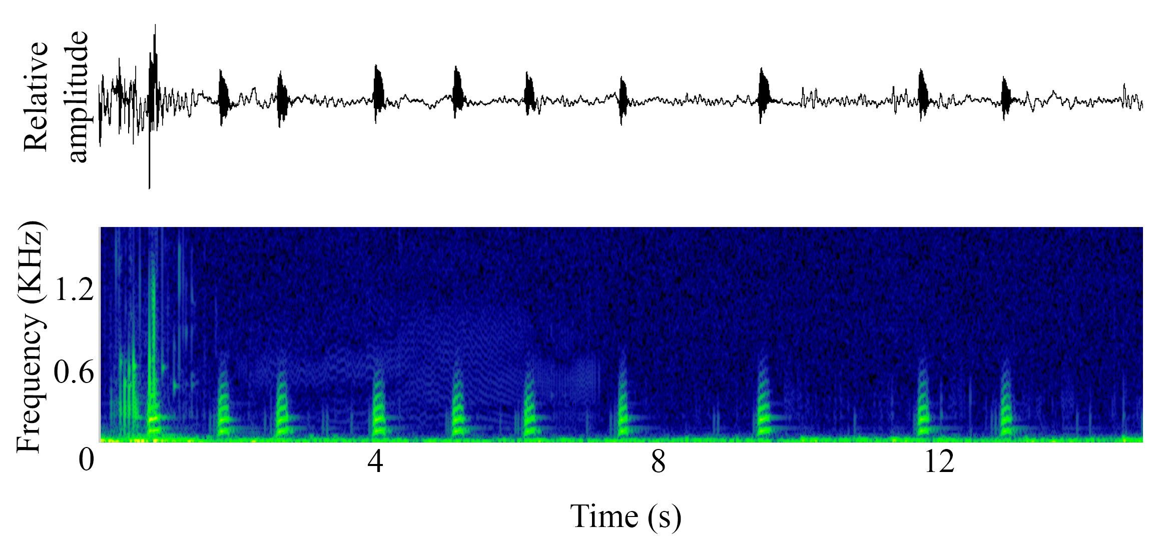 spectrogram of <i>Pygocentrus nattereri</i> (Red piranha) making the sound Drum