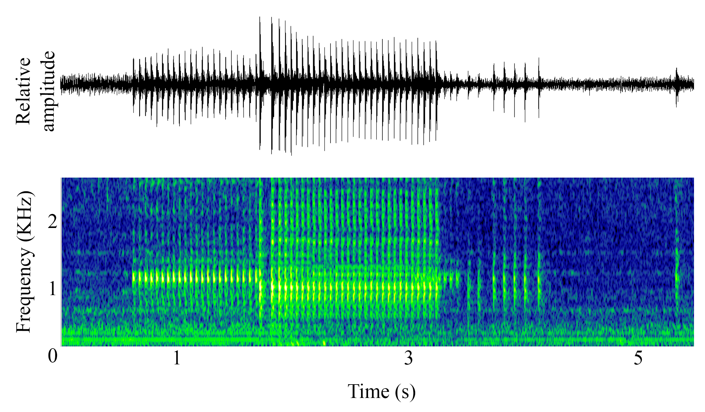 spectrogram of <i>Ophidion marginatum</i> (Striped cusk-eel) making the sound Jackhammer